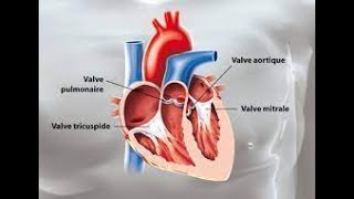 Lappareil cardiovasculaire  1 بالتفصيل شرح مبسط بالعربية و الفرنسية درس القلب [upl. by Akimrehs103]