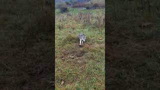 Southern WV Coyote caught In 2 bridger dogless [upl. by Wilsey]