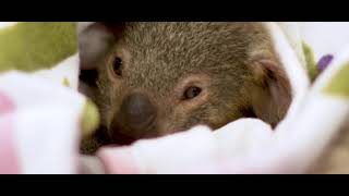 Currumbin Wildlife Hospital  Gala Dinner  3 December 2021 [upl. by Thomasa]