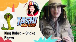 King Cobra Snake Facts  Animals For Kids  National Geographic Kids  Tashi NonStop [upl. by Treblig]