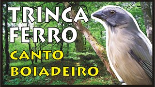 Trinca Ferro Canto Boiadeiro  2 horas com Intervalos [upl. by Artima]