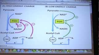 29 Biochemistry Citric Acid Cycle II Lecture for Kevin Aherns BB 451551 [upl. by Duffie555]