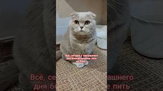 Всё сегодня с завтрашнего дня🤣 cat юмор [upl. by Fulvi]