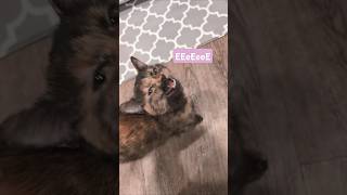 🐈‍⬛Soot Speaks  Squeakiest Cat [upl. by Mariann]