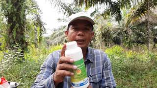 Membuat Larutan induk Herbisida dengan 2 lt paraquat untuk Penyemprotan 50 tangki [upl. by Stefano]