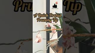 When should I prune my orchid flowering spike orchidcare pruning orchids plantcare tutorials [upl. by Airdnat]