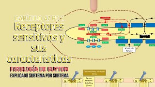 CAP 47 13 Receptores sensitivos y sus características l Fisiología de Guyton [upl. by Jeanna]