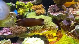 Baby marble cat shark hatched today 632018 [upl. by O'Neil]