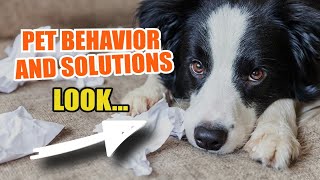 PET BEHAVIOR 🐶👍 Common Issues and Solutions [upl. by Phare20]