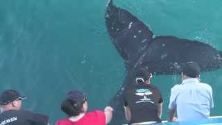 Humpback Whale surprises passengers with a tail splash up close and personal [upl. by Alboran]