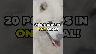 21 Mind Blowing Arctic Wolf Facts [upl. by Nwahsuq605]