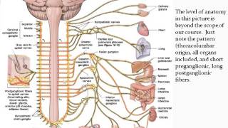 Chapter 14  Autonomic Nervous System  Part 1 [upl. by Katrina]