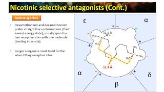 cholinergics E part9 [upl. by Washburn]