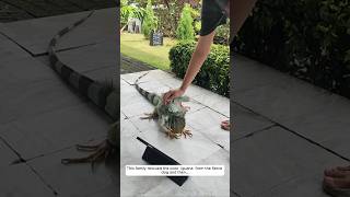 This family rescued the poor iguana from the fierce dog and then animalshorts shortvideo [upl. by Jarlath]