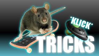 Ratten trainieren  Tricks beibringen [upl. by Jillene]