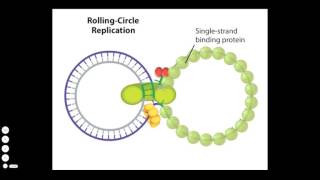 Rolling Circle Mechanism Plasmid Replication [upl. by Enilegnave]