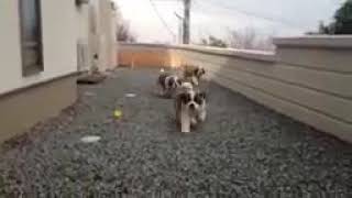 Saint Bernard puppies dogs 101 Delhi India 09999039993 [upl. by Ahseila]