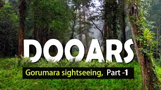 Dooars  Gorumara  Lataguri  4 Nights 5 Days tour  Travel Buff  Gorumara Sightseeing [upl. by Eryt]