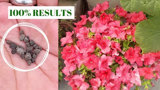 add 78 granules of this to get bumper flowering on Petunia Petunia plant care amp tips [upl. by Ahsi]