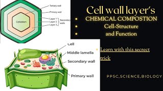 Secondary Wall  composition Function  complete concept layers of cell wall ppscbiologyVideo 2 [upl. by Vigor]