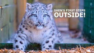 Snow Leopard cub Shen takes FIRST STEPS Outside [upl. by Morie708]