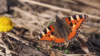 motyl rusałka pokrzywnik  Nymphalis urticae Small tortoiseshell butterfly [upl. by Loar]