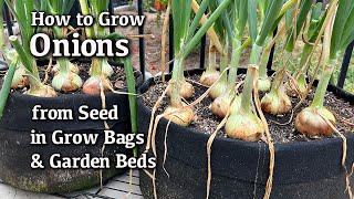 How to Grow Onions from Seed in Containers and Garden Beds Easy Planting Guide [upl. by Idnahs]