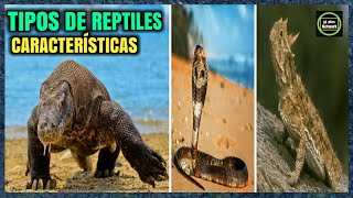 🐲Qué son los Reptiles y sus características🐍🐢🐊Tipos de Reptiles🐊Clasificación de los reptiles🐢🐍🐊🌵 [upl. by Neerom]