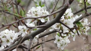 Invasive Species  Callery Pear [upl. by Norihs852]