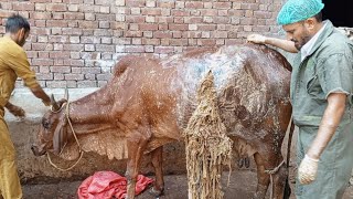 Rumenotomy in cow Dr M Sattar Ahmed Rajput [upl. by Tnelc]