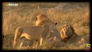 LEONES CAZando BuFalos en AFRICA [upl. by Ynohtnaeoj998]