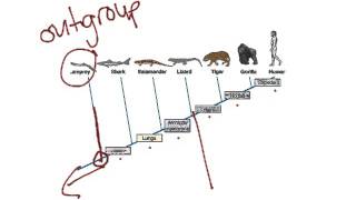 Cladogram for Q3 reteaching [upl. by Lancey]