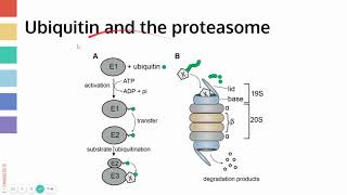 Protein Quality Control [upl. by Ohare]