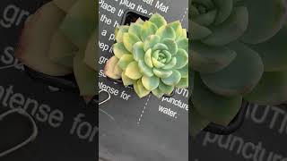 Echeveria propagation with fishing line and offset growth succulent growingtips propagation [upl. by Persson8]