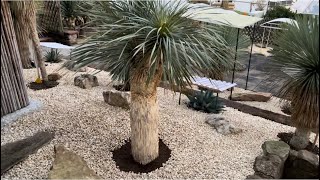 Wie pflanzt man eine Yucca Rostrata aus [upl. by Culliton527]