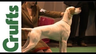 Crufts 2012  Pointer Best of Breed [upl. by Eitsirk]