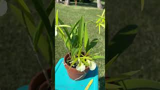 Orchid Bloom spotlight orchid orchidcollection plants brassavola [upl. by Evaleen]