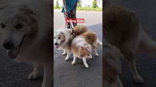 anjing kembar berjemur di siang hari [upl. by Jochbed810]