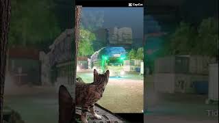 Kucing meow kaget guys🫣clicksub85 [upl. by Talich]