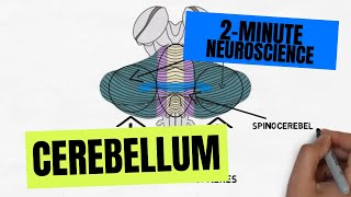 2Minute Neuroscience Cerebellum [upl. by Nirehs]