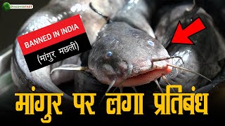 मांगुर मछली पर सरकार ने क्यों लगाया प्रतिबंध Magur Fish Banned in India [upl. by Jewel]