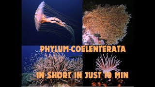 Phylum  Coelenterate cnidariain short [upl. by Harragan426]