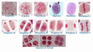 Stages of Meiosis Divisions [upl. by Haleelahk]