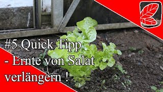 Salat mehrfach effektiver Ernten ohne Verlust  Quick Tipp 5 [upl. by Ludovika]