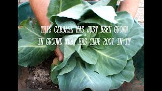 Grow Cabbages free from Club Root Grow Vegetables [upl. by Adnawad360]