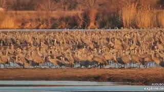 Morning with the Cranes at Rowe Sandhill Crane Sanctuary March 11 2024 [upl. by Hun]