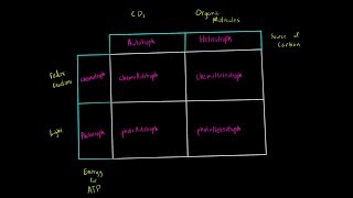 Autotrophs vs Heterotrophs and Chemotrophs vs Phototrophs Introduction Biology Metabolism MCAT [upl. by Aisyat298]