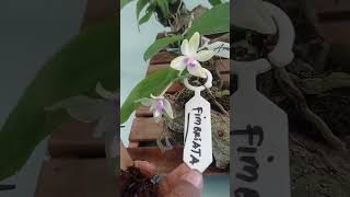 Phalaenopsis Fimbriata bunga kecil [upl. by Aihsital]