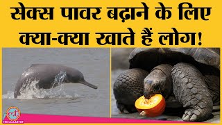 Sanda Pangolin Gangetic Dolphin से लेकर Kadaknath तक sex power के लिए क्याक्या खाते हैं लोग [upl. by Devondra]