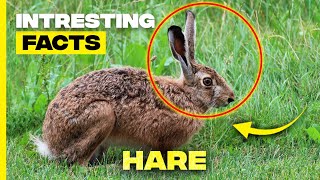 Unbelievable Hare Facts You Didnt Know 🐇  Top Surprising Hare Facts [upl. by Nahrut908]